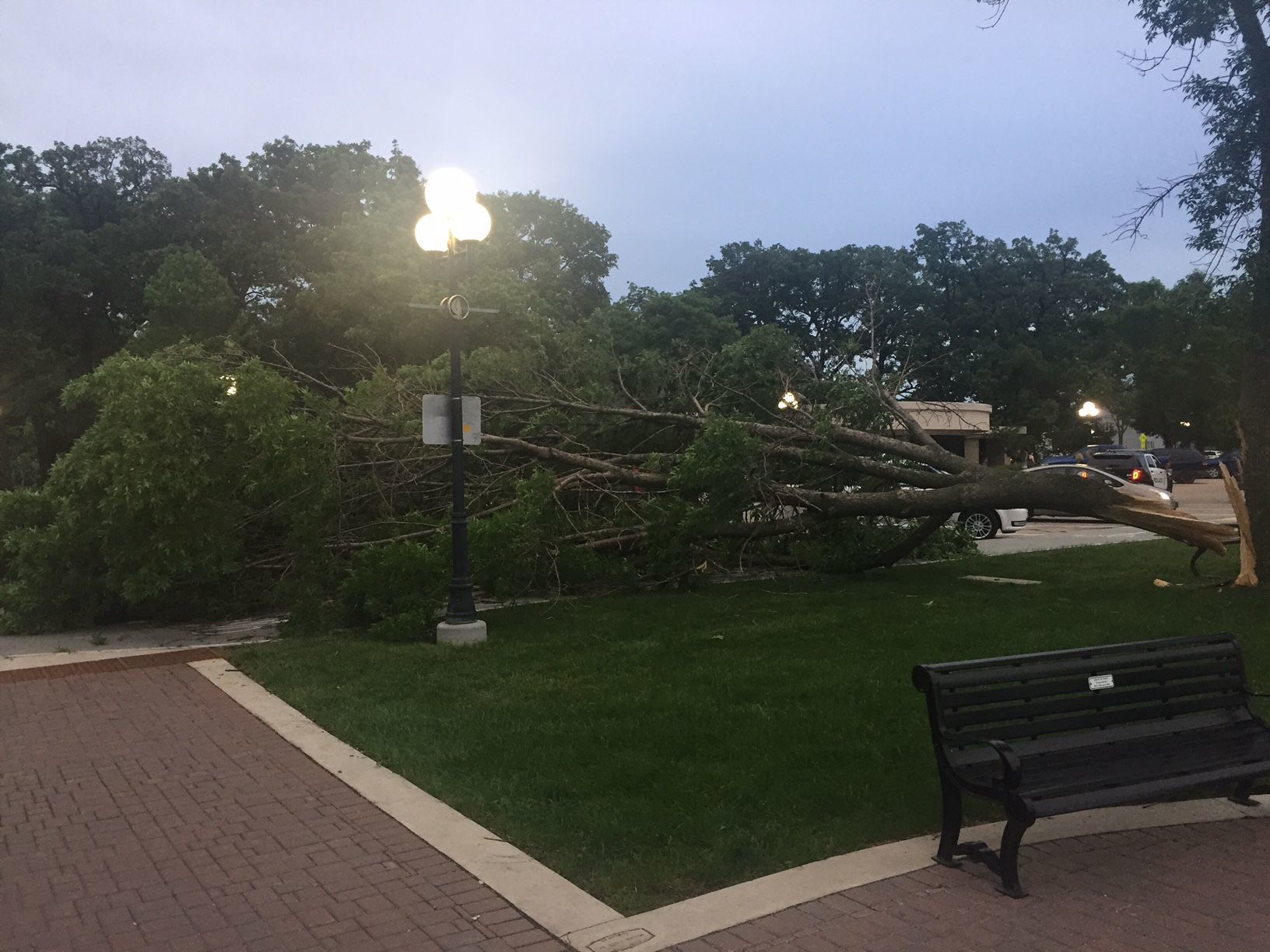 Tree down 1